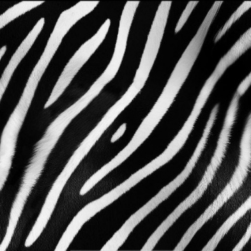 Wild Animal 4374
