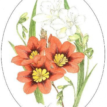 Sparaxis & Freesia A5